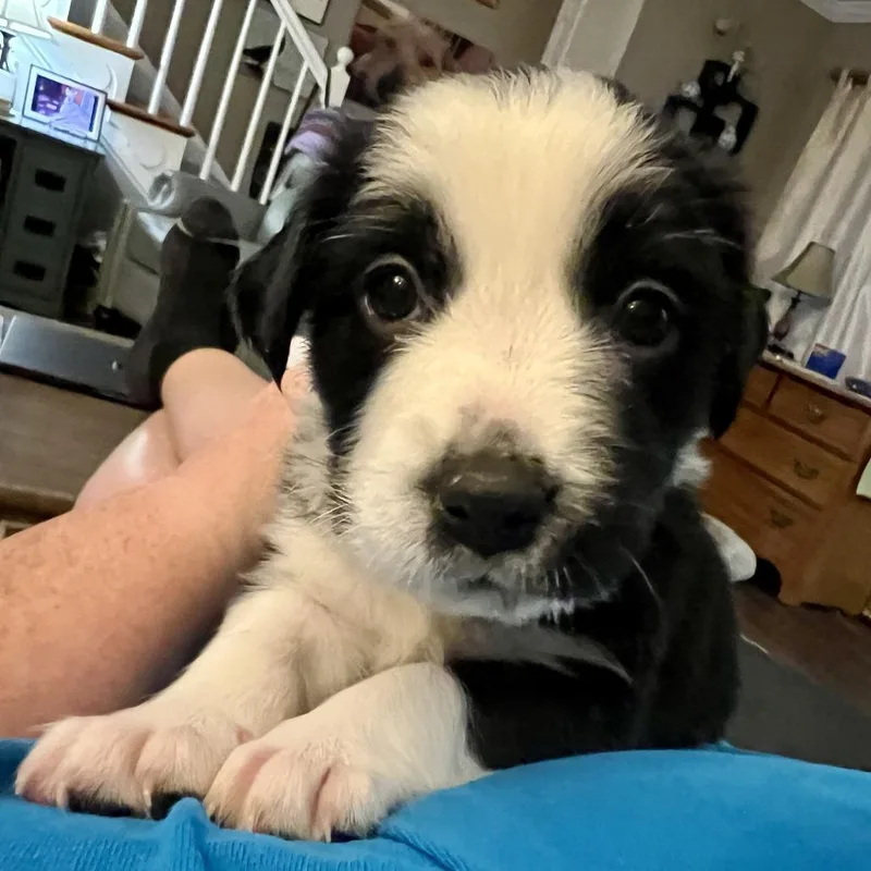 A baby small-sized female Black Labrador Retriever dog named Waverly for adoption in Fairfax Station, VA