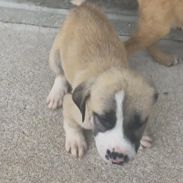 A baby small-sized male Red / Chestnut / Orange Mixed Breed dog named Canyon for adoption in Stilwell, OK