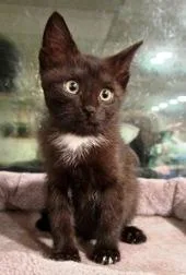 A baby small-sized male Black Domestic Short Hair cat named Sawyer for adoption in Lebanon, PA