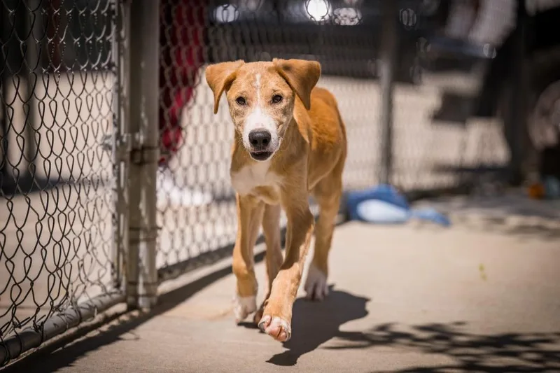A baby medium-sized male Hound dog named Leroy for adoption in Twentynine Palms, CA