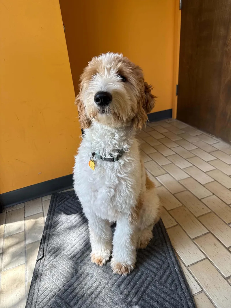 A young medium-sized male Goldendoodle dog named Remington for adoption in Walker, LA