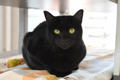 An adult medium-sized female Domestic Short Hair cat named Akira for adoption in Ringoes, NJ