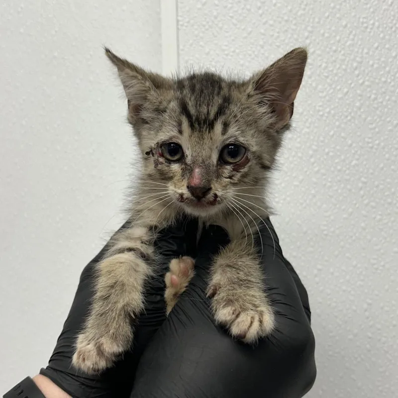 A baby small-sized male Brown / Chocolate Domestic Short Hair cat named Daredevil for adoption in Abilene, TX
