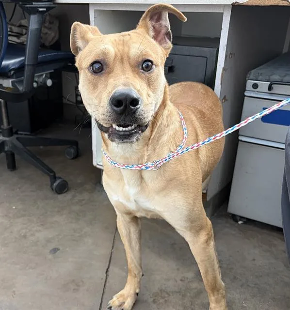 An adult large-sized male Mixed Breed dog named Mitch for adoption in Dallas, TX