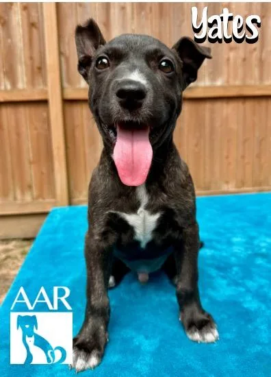A baby small-sized male Plott Hound dog named Yates for adoption in Magnolia, TX