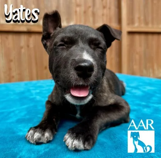 Yates thumbnail 2