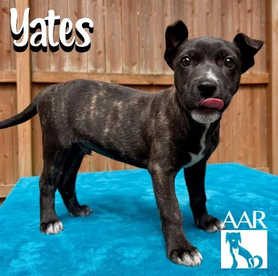 Yates thumbnail 4