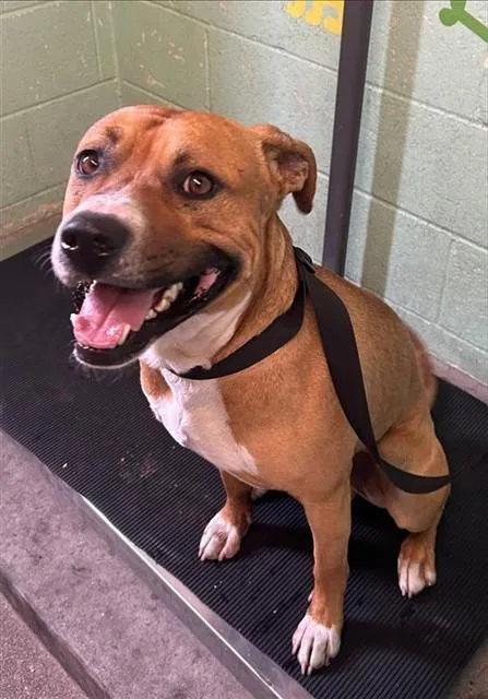 An adult medium-sized male Pit Bull Terrier dog named Keats for adoption in Sacramento, CA