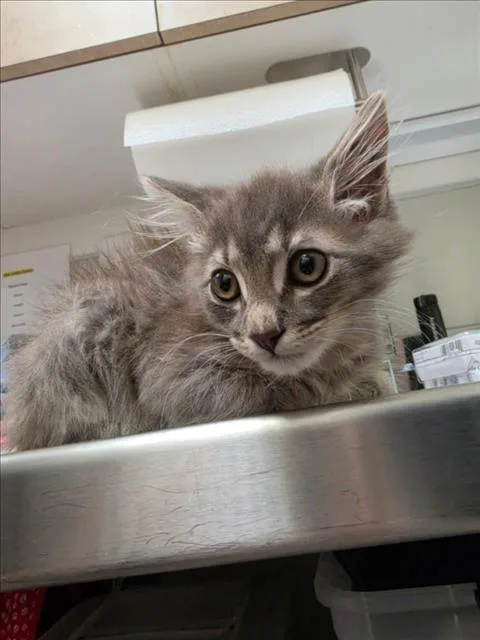 A baby small-sized male Domestic Medium Hair cat named Fred for adoption in Tracy, CA