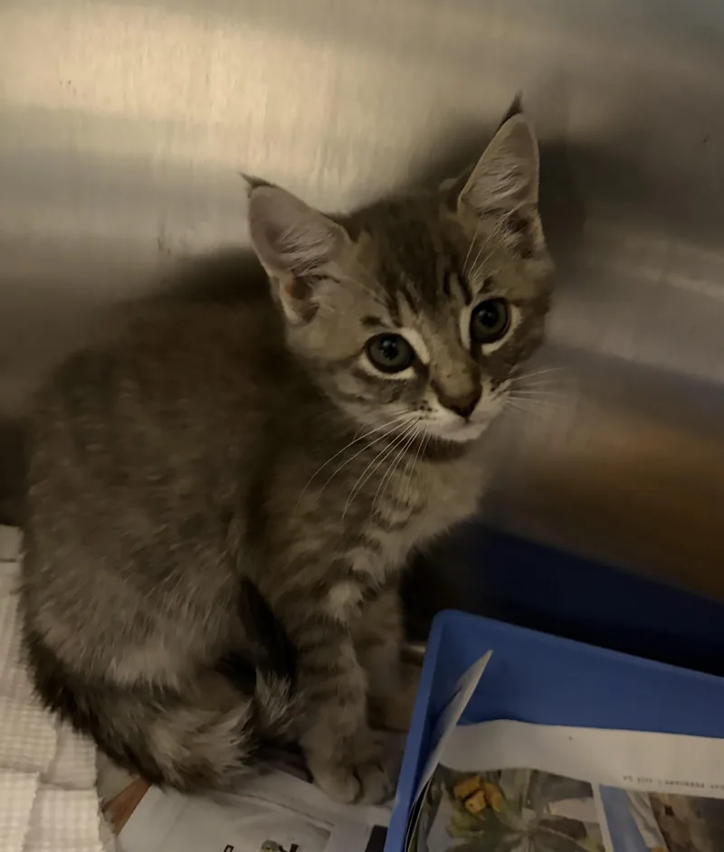 A baby medium-sized female Domestic Short Hair cat named Marta for adoption in Los Angeles, CA