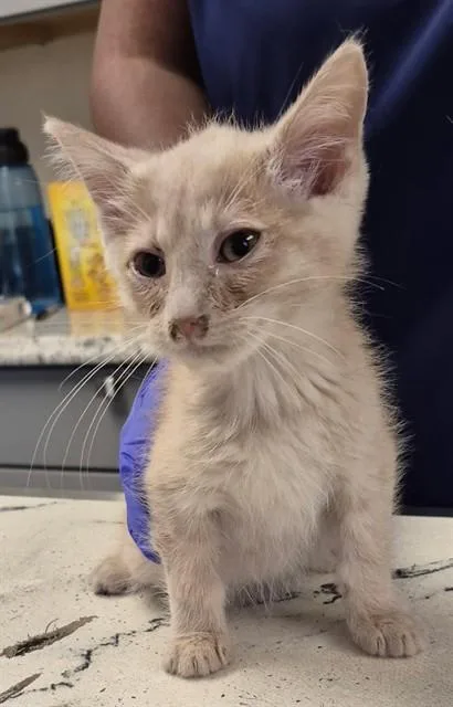 A baby small-sized male Domestic Short Hair cat named Gram for adoption in Lodi, CA