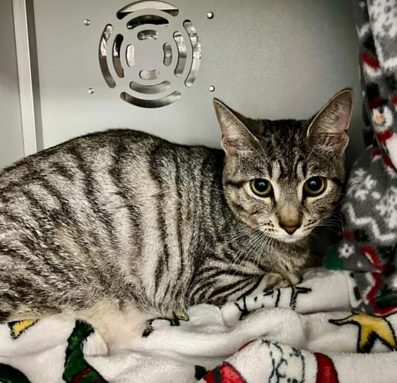 A young medium-sized male Domestic Short Hair cat named Hank for adoption in Moundsville, WV
