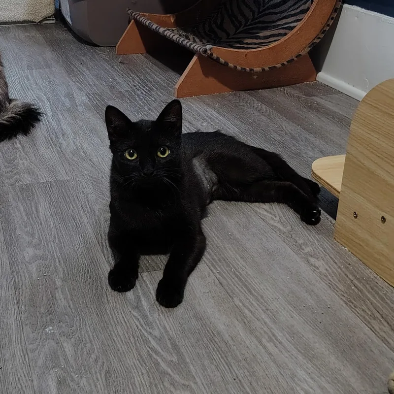 A young small-sized female Black Domestic Short Hair cat named Eve for adoption in Ionia, MI