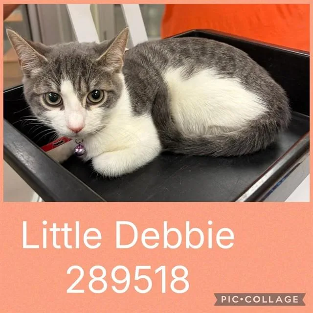 A baby small-sized female Domestic Short Hair cat named Little Debbie for adoption in Macon, GA
