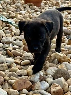 Levi