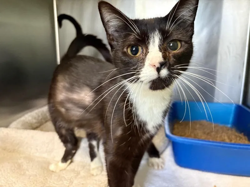 A young large-sized female Domestic Short Hair cat named Miss Yodel for adoption in Dalton, GA