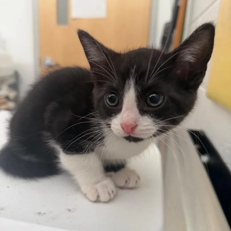 A baby small-sized male Black Domestic Short Hair cat named Dean for adoption in Sarasota, FL
