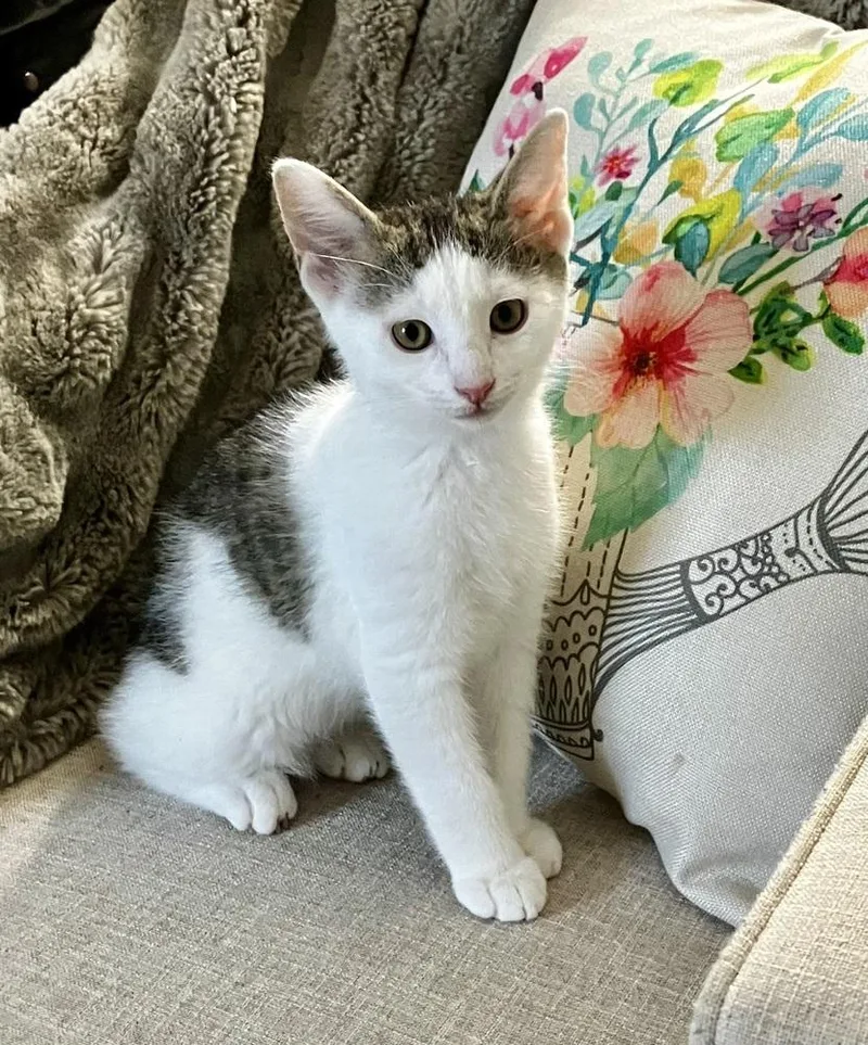 A baby small-sized male Gray & White Domestic Short Hair cat named Dr. Pepper for adoption in Woodbridge, VA