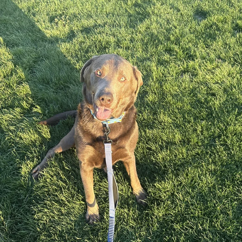 A young extra large-sized male Gray / Blue / Silver Labrador Retriever dog named Vans for adoption in Indiana, PA