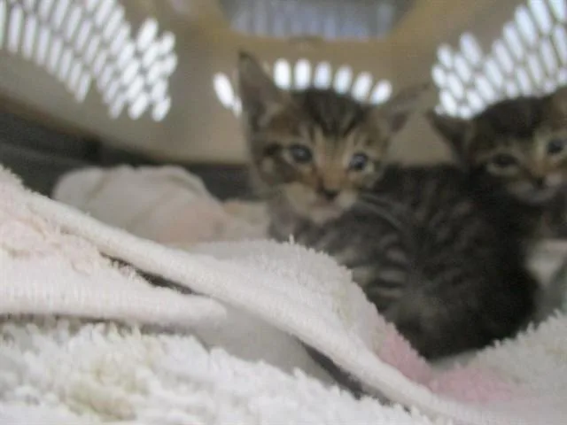 A baby small-sized male Domestic Short Hair cat named Graham for adoption in Ocala, FL