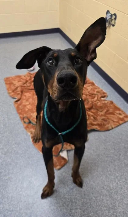 A young extra large-sized male Doberman Pinscher dog named Dennis the Menace for adoption in Westland, MI
