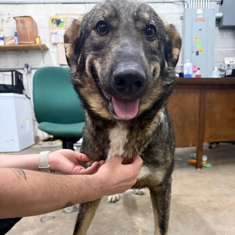 An adult large-sized female Brown / Chocolate Shepherd dog named Ali for adoption in Corbin, KY
