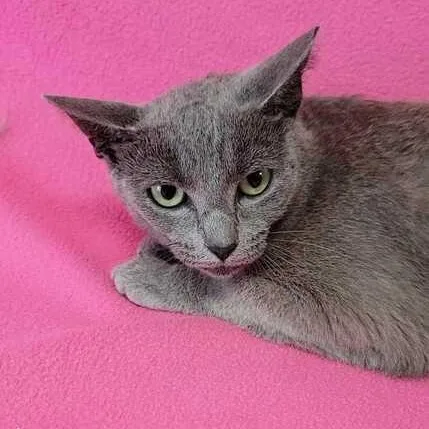 An adult medium-sized female Gray / Blue / Silver Domestic Short Hair cat named Faith for adoption in Valdosta, GA