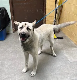 A young large-sized male Siberian Husky dog named Dusty for adoption in Stockton, CA