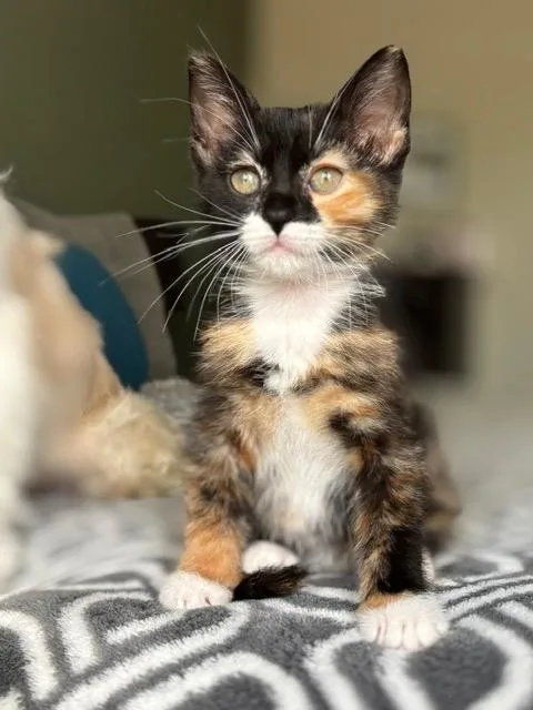 Penny