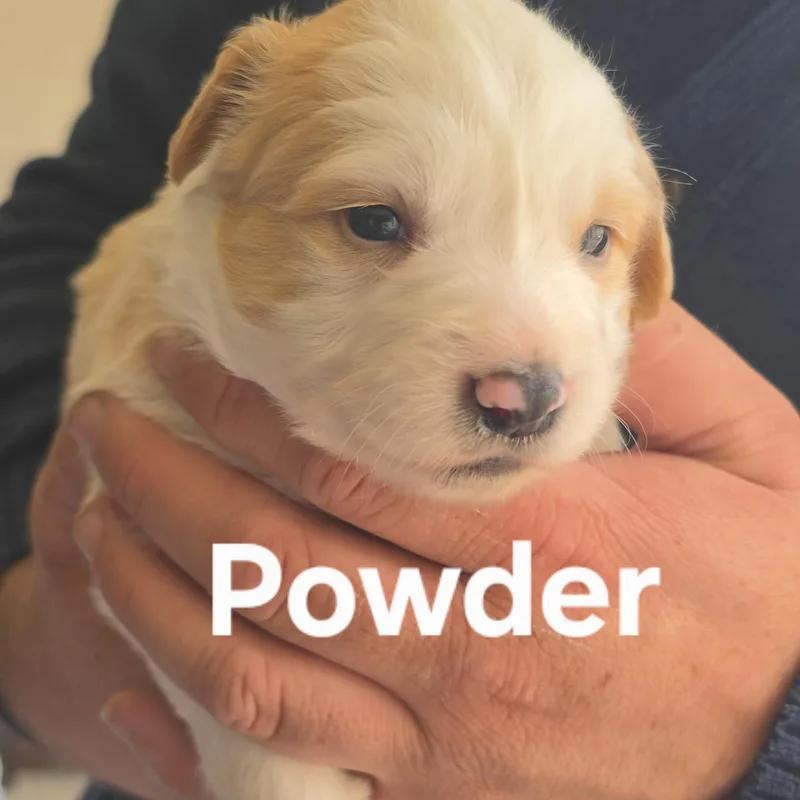A baby medium-sized female Border Collie dog named Powder for adoption in Brentwood, CA