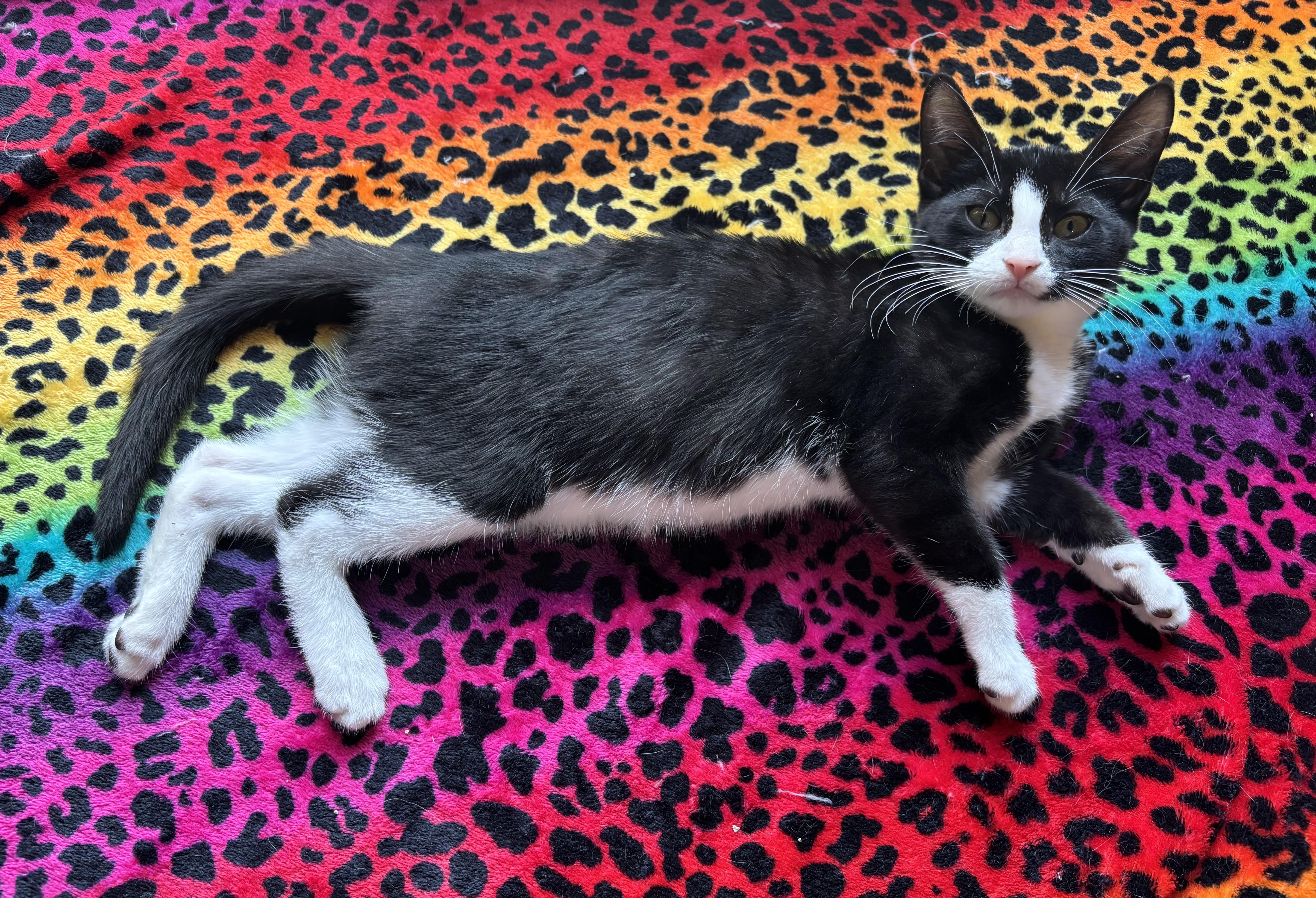 A baby medium-sized female Domestic Short Hair cat named Tiger Lily for adoption in Bentonville, AR