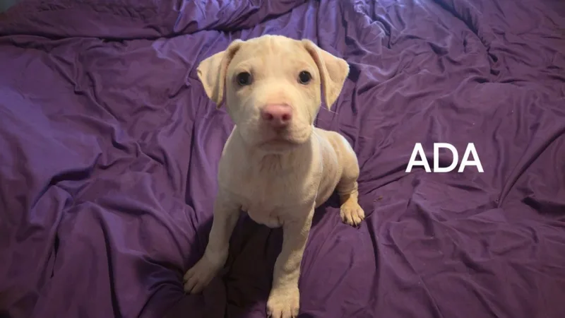 A baby medium-sized female American Bulldog dog named Ada for adoption in Winter haven, FL