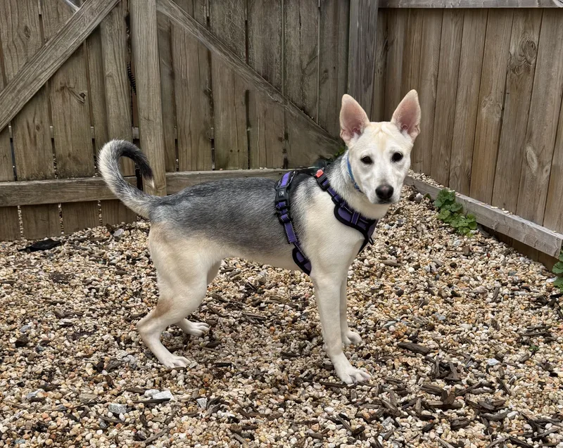 A baby medium-sized female Shepherd dog named Venus for adoption in Ellicott City, MD