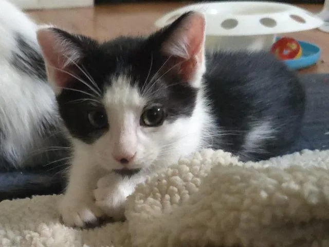 A baby medium-sized male Domestic Short Hair cat named Rope Ladder for adoption in Cincinnati, OH