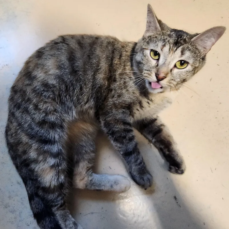 An adult medium-sized female Tabby (Brown / Chocolate) Domestic Short Hair cat named Lucy for adoption in Bolingbrook, IL
