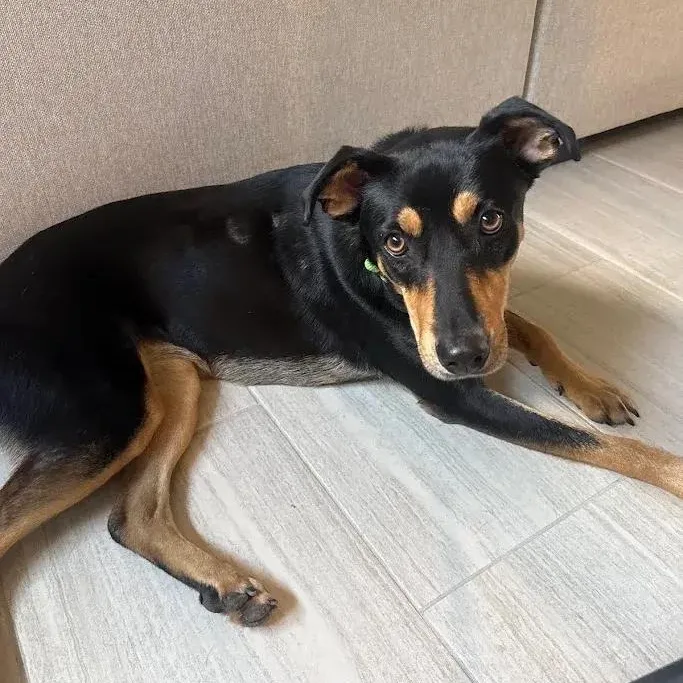 A young large-sized female Rottweiler dog named Scarlett for adoption in Polk, OH