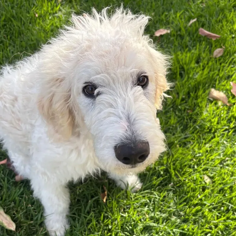 A baby medium-sized male White / Cream Labradoodle dog named Truman for adoption in Rancho Santa Margarita, CA