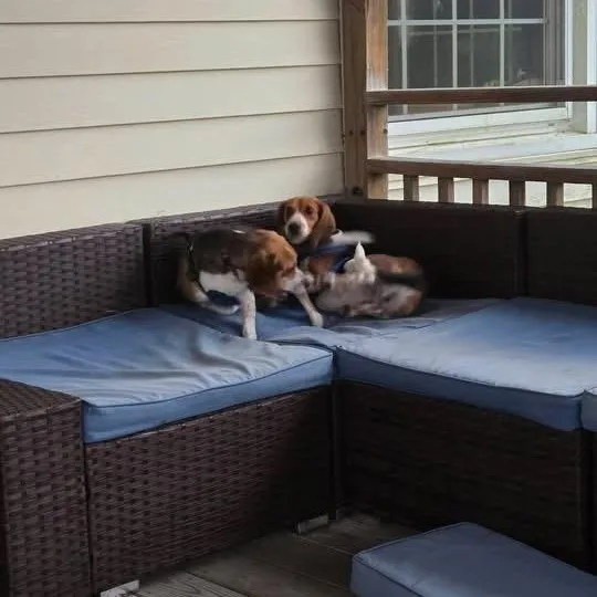 A young medium-sized male Beagle dog named Dewey for adoption in Avondale, PA