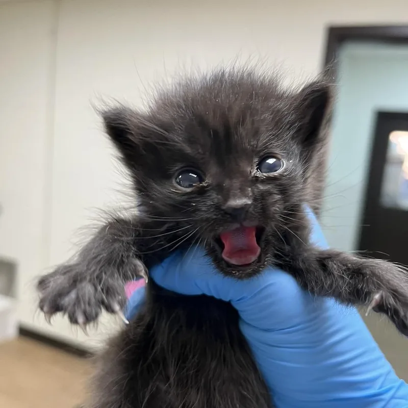 A baby small-sized male Black Domestic Medium Hair cat named SVASStray for adoption in Lyndhurst, VA