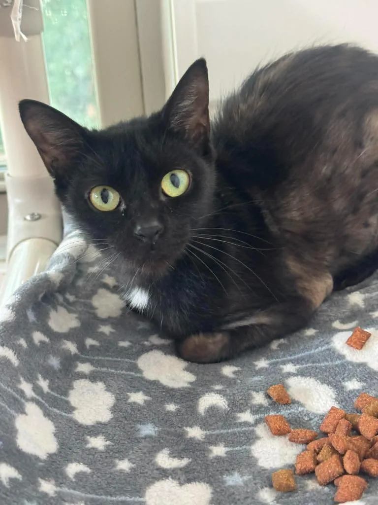 A young medium-sized female Domestic Short Hair cat named MoJoJoJo for adoption in Marion, OH