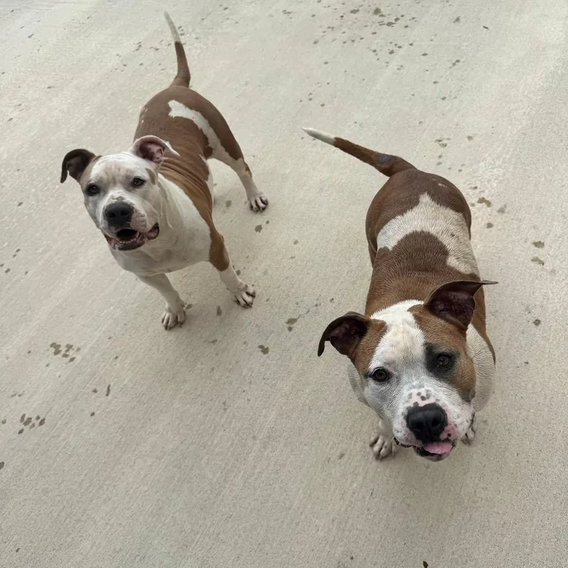 An adult medium-sized female Tricolor (Brown, Black, & White) American Bulldog dog named Kate for adoption in Lakeland, FL