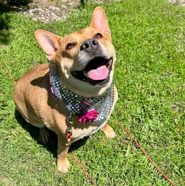 An adult large-sized female Terrier dog named Ethel for adoption in Brooklyn Center, MN