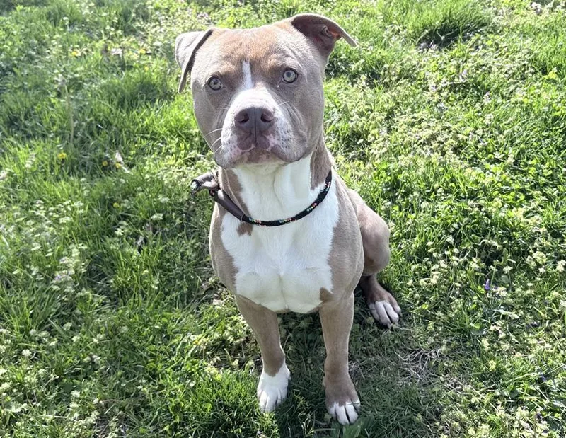 Noodle Mcdoodle thumbnail 2