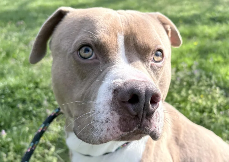 An adult medium-sized male Yellow / Tan / Blond / Fawn Pit Bull Terrier dog named Noodle Mcdoodle for adoption in Columbus, IN