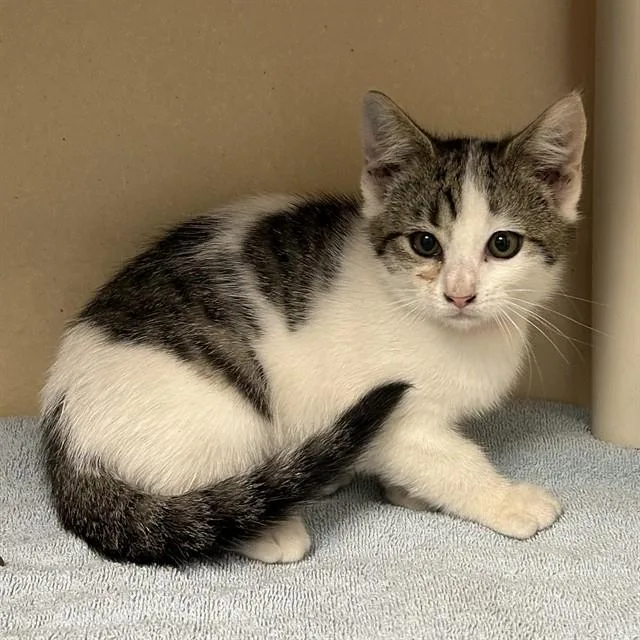 A baby small-sized female Domestic Short Hair cat named Timpani for adoption in Lincolnton, NC