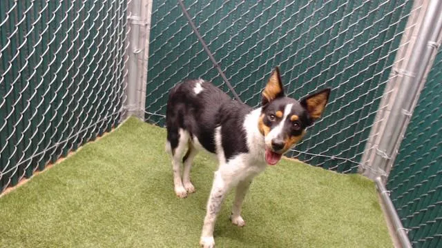A young medium-sized female Australian Shepherd dog named Kamora for adoption in Downey, CA