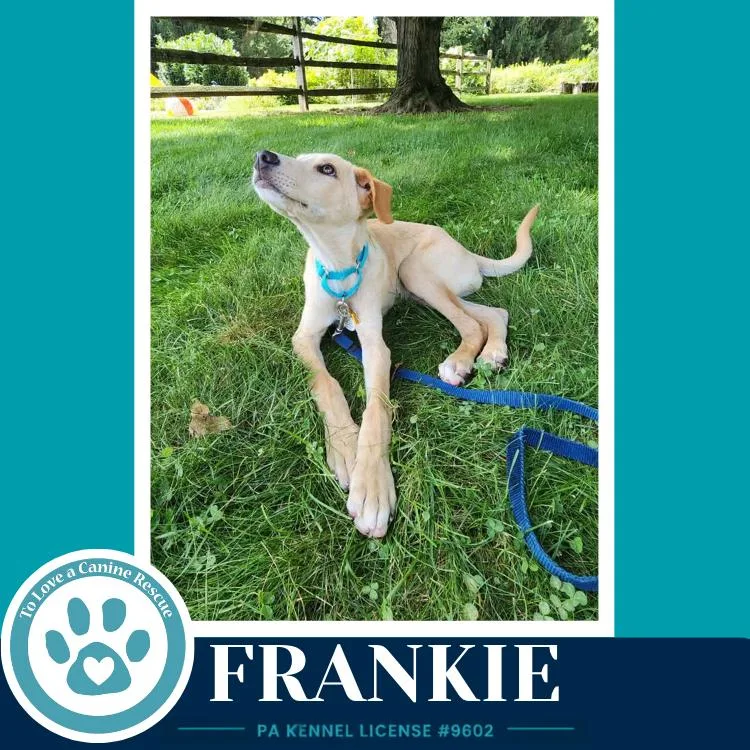 A baby medium-sized male White / Cream Labrador Retriever dog named Frankie for adoption in Kimberton, PA
