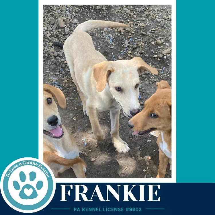 Frankie thumbnail 2
