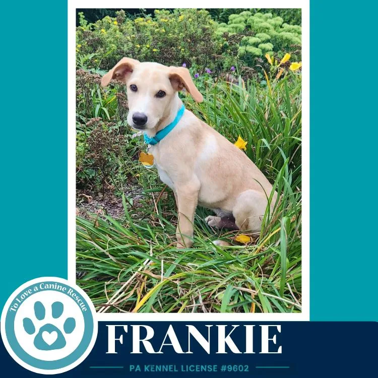 Frankie thumbnail 3