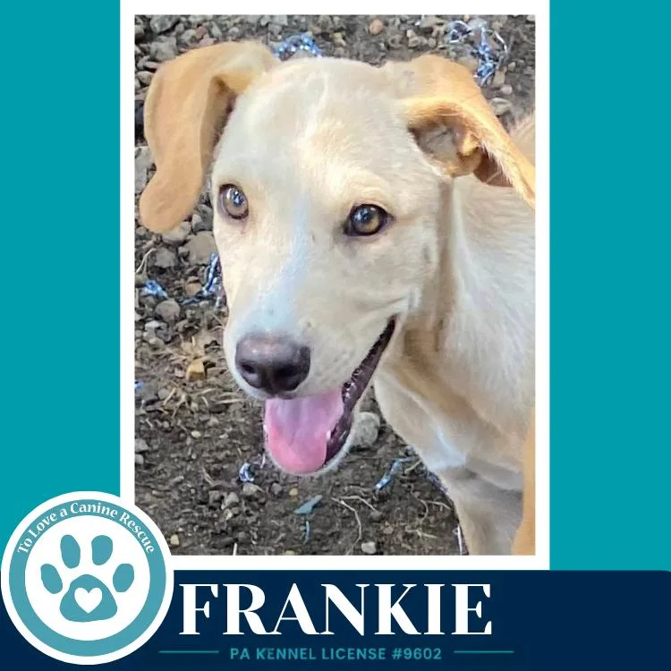 Frankie thumbnail 4